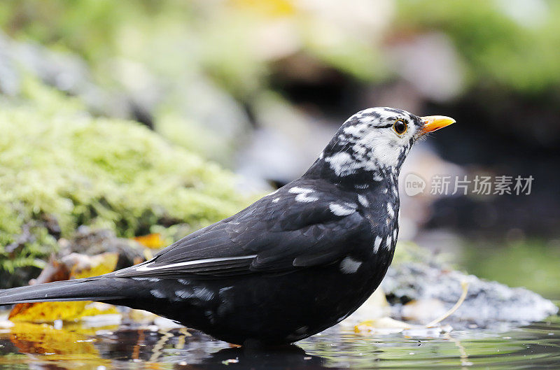 黑鸟(Turdus merula)男性与白化洗澡